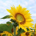 What Does It Mean To Flourish?
