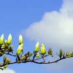 How To Flourish – Part I