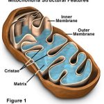 mitochondria and fatigue