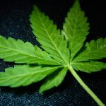 Could Marijuana Improve Fatigue?