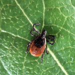 What’s The Connection Between Lyme Disease & Chronic Fatigue?